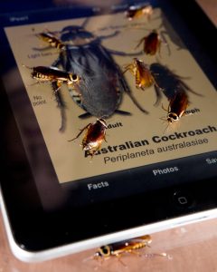 Australian cockroaches