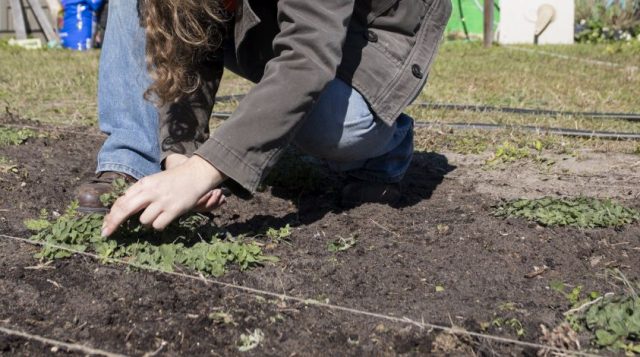 Guía de siembra de otoño para el sur de Florida