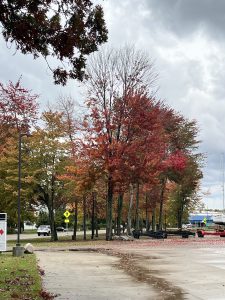 Fall leaves in grand rapids michigan