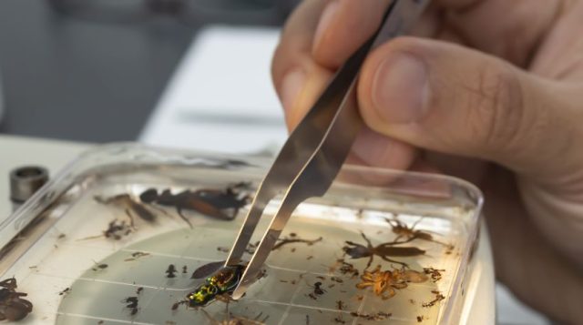 Insect under microscope.