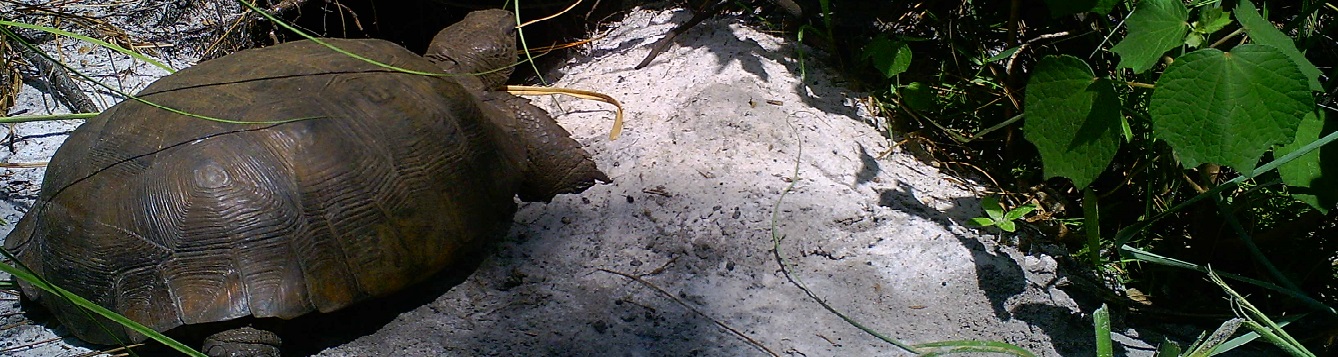 Gropher tortoise photo by Ken Gioeli