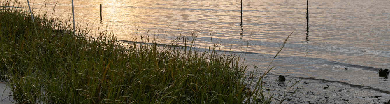 Coastal Shoreline Restoration