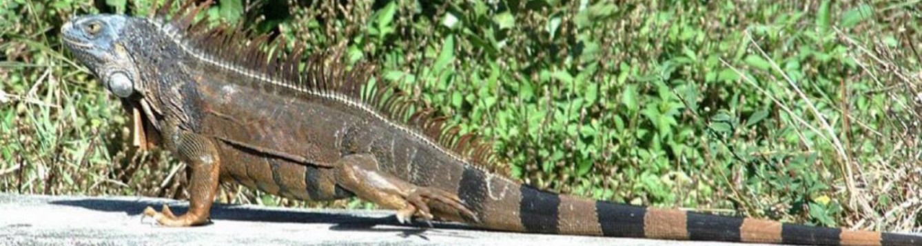 Iguana
