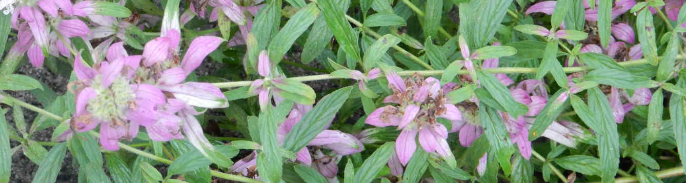 Bee Balm by Diane Goldberg