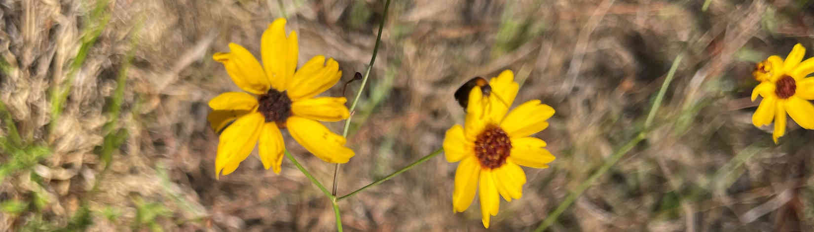 Coreopsis flowers