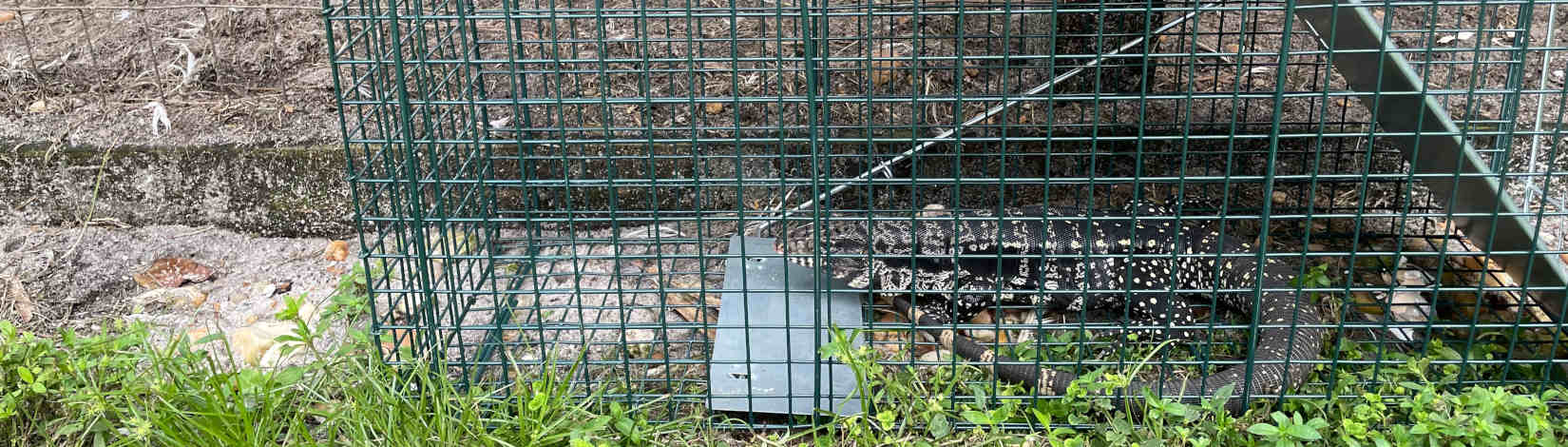 Argentinian Black and White Tegu