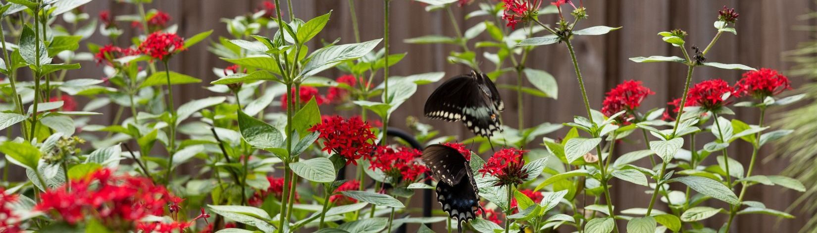 Butterflies on a shrub.
