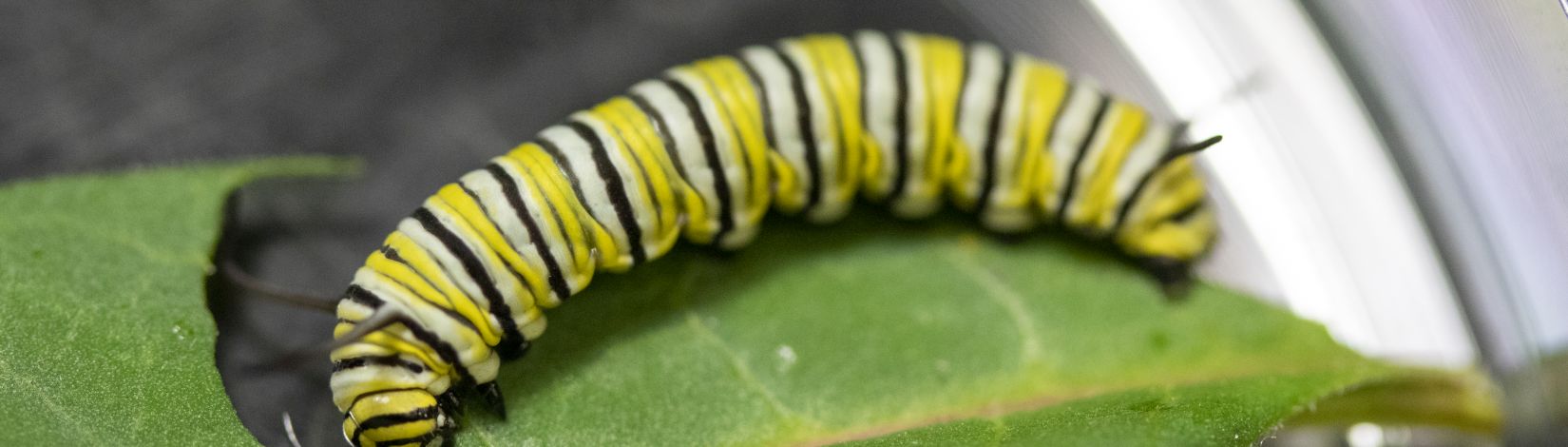 Monarch butterfly caterpillar feeding on a leaf