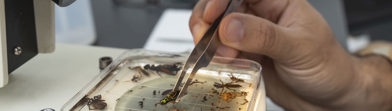 Insect under microscope.