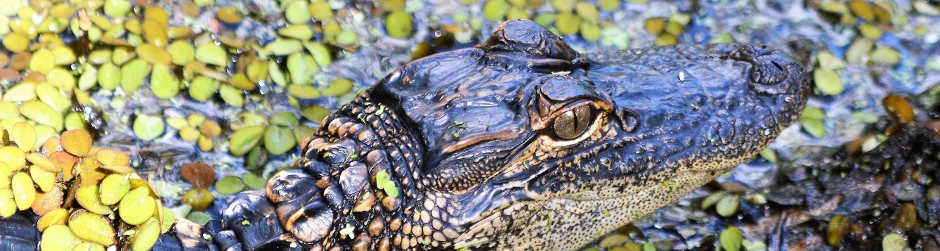 3 differences between an alligator and a crocodile Floridians should know