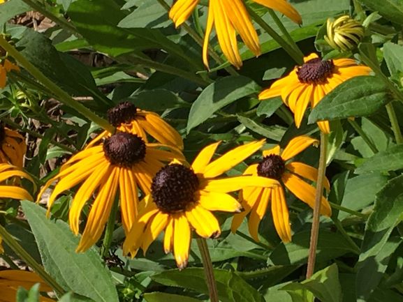 When To Plant Black Eyed Susans In Ohio - When To Plant Black-Eyed Susans Seeds