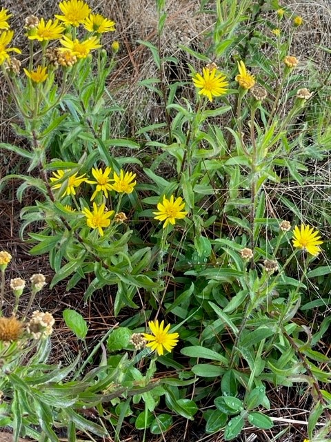 Maryland Goldenaster - Chryopsis mariana - UF/IFAS Extension Sumter County