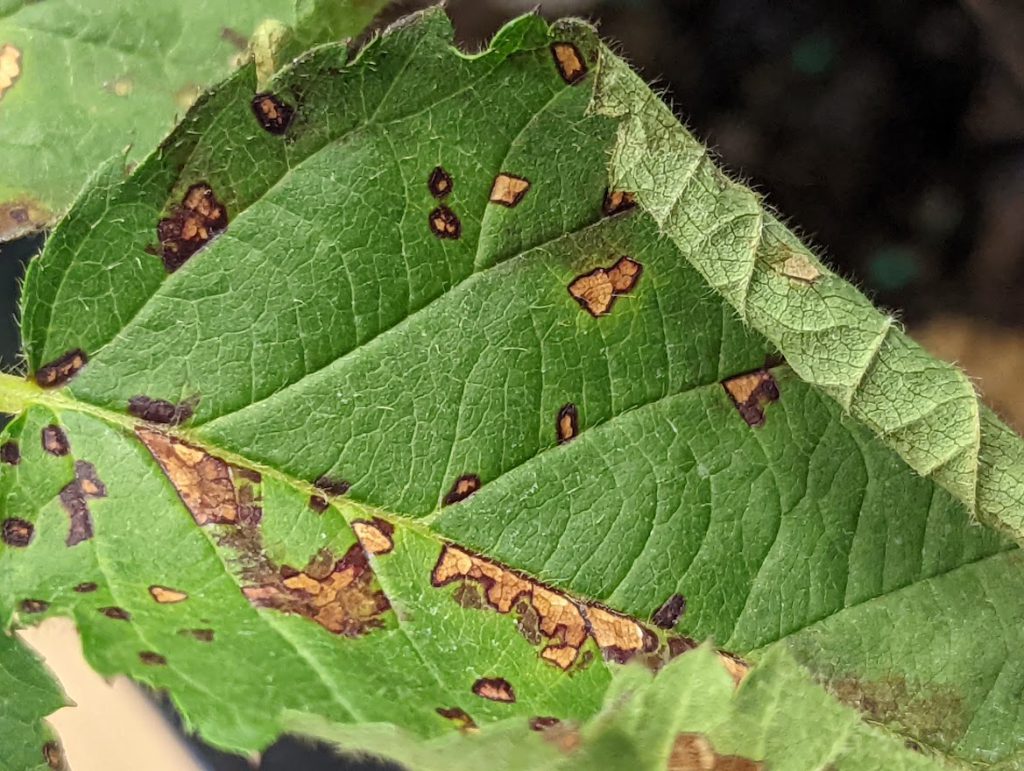 Holey leaves - when holes in leaves are a good thing - UF/IFAS