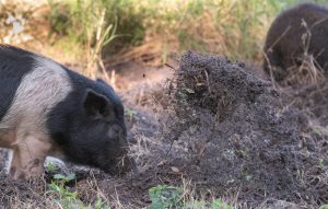 Wild pig uprooting for forage. Located at Circe B Bar Preserve in Polk County. Photo: Jim E. Davis