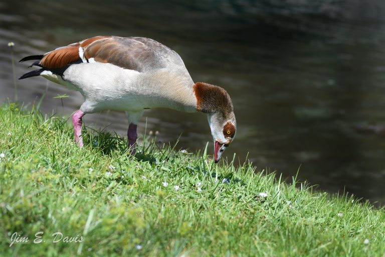 Wildlife & Invasive Species Education™ (WISE) Species Profile The