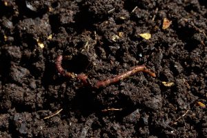 soil and worms