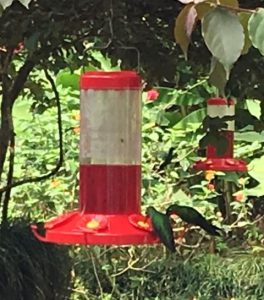 Red Feeder with Two Small Birds