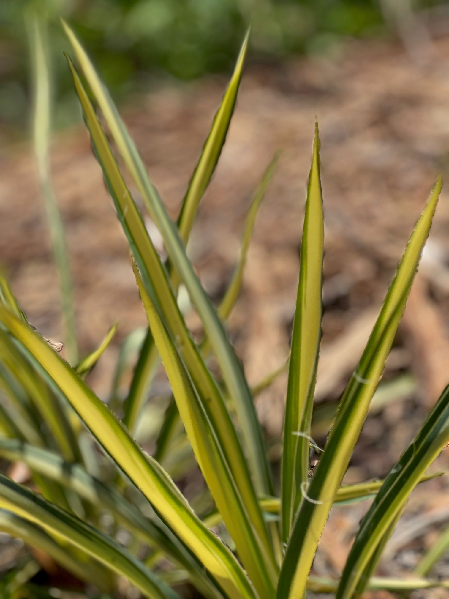 Ornery Plants for Your Garden UF/IFAS Extension Sumter County