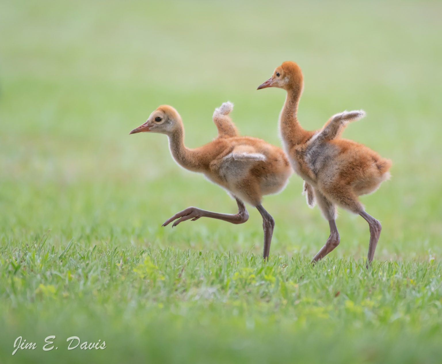 Wildlife & Invasive Species Education™ (WISE) Species Profile Florida