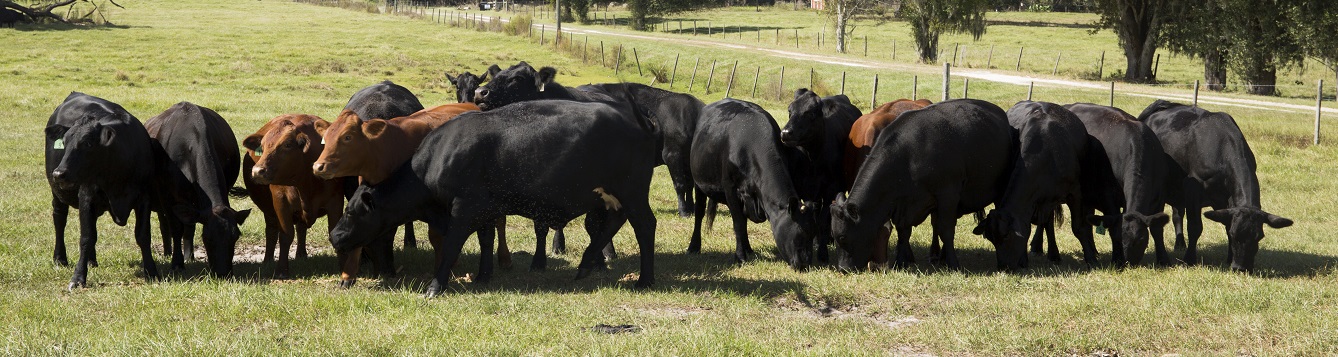 papillomatosis in cattle