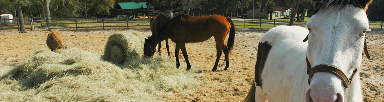 Horses on in a North Florida pasture