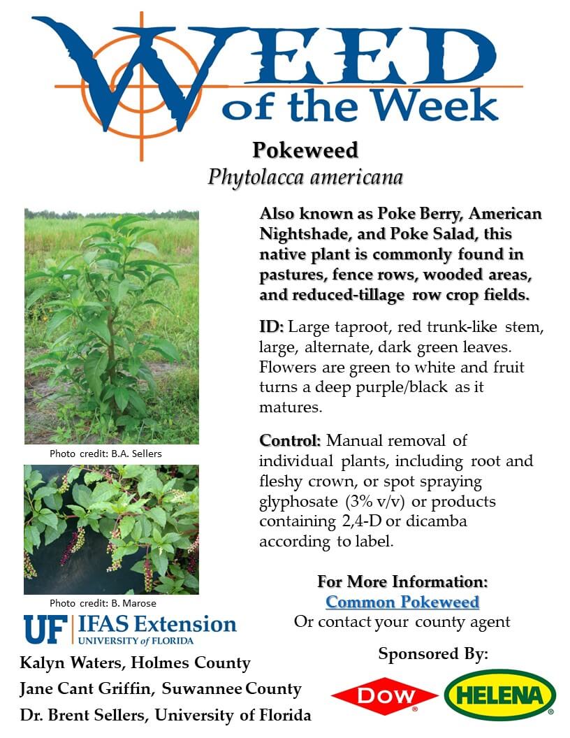 Weed of the Week- Pokeweed - UF/IFAS Extension Suwannee County