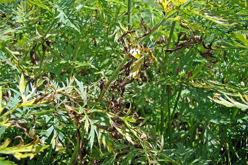 Topic Tuesday Alternaria Leaf Blight on Carrots UF/IFAS Extension