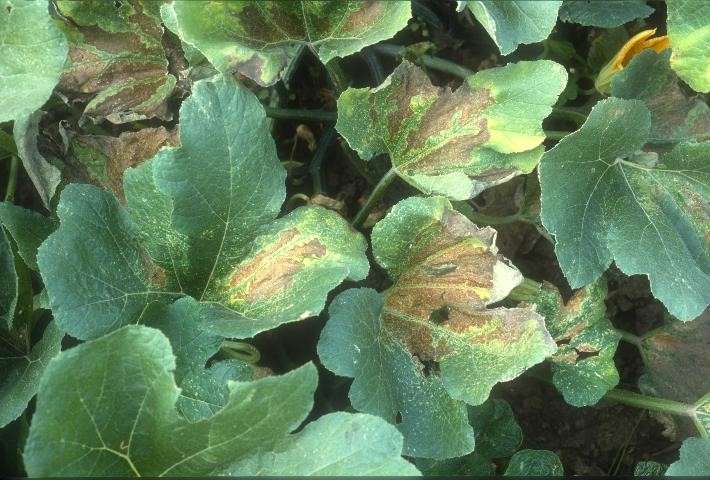 Topic Tuesday: How to 'squash' the squash bugs in your field - UF/IFAS ...