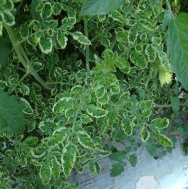 Topic Tuesday: Tomato Yellow Leaf Curl Virus in Tomato Crop - UF/IFAS ...