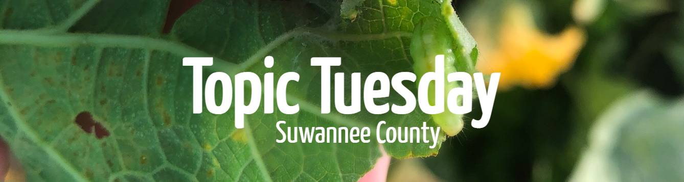 Topic Tuesday: Melonworm - UF/IFAS Extension Suwannee County