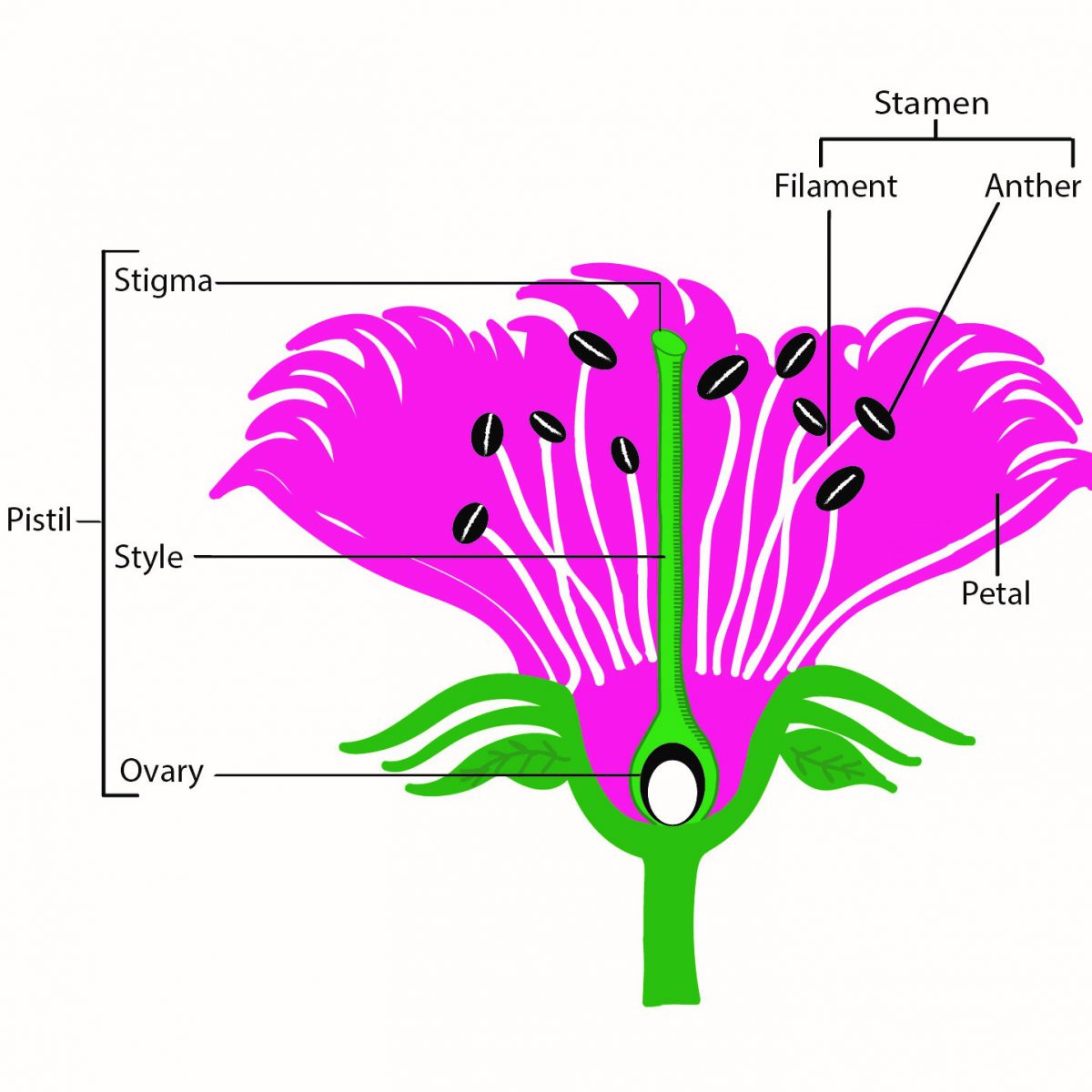 Topic Tuesday: Pollination - UF/IFAS Extension Suwannee County