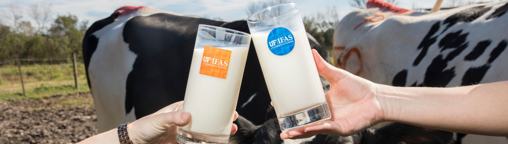 Two hands holding glasses of milk in front of dairy cows.
