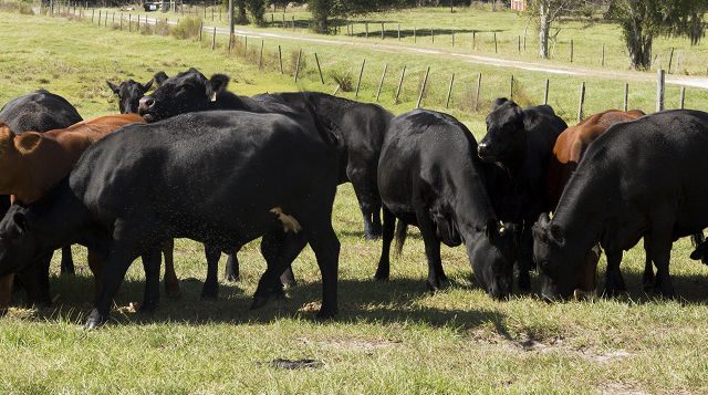 Livestock & Forage Crops - UF/IFAS Extension