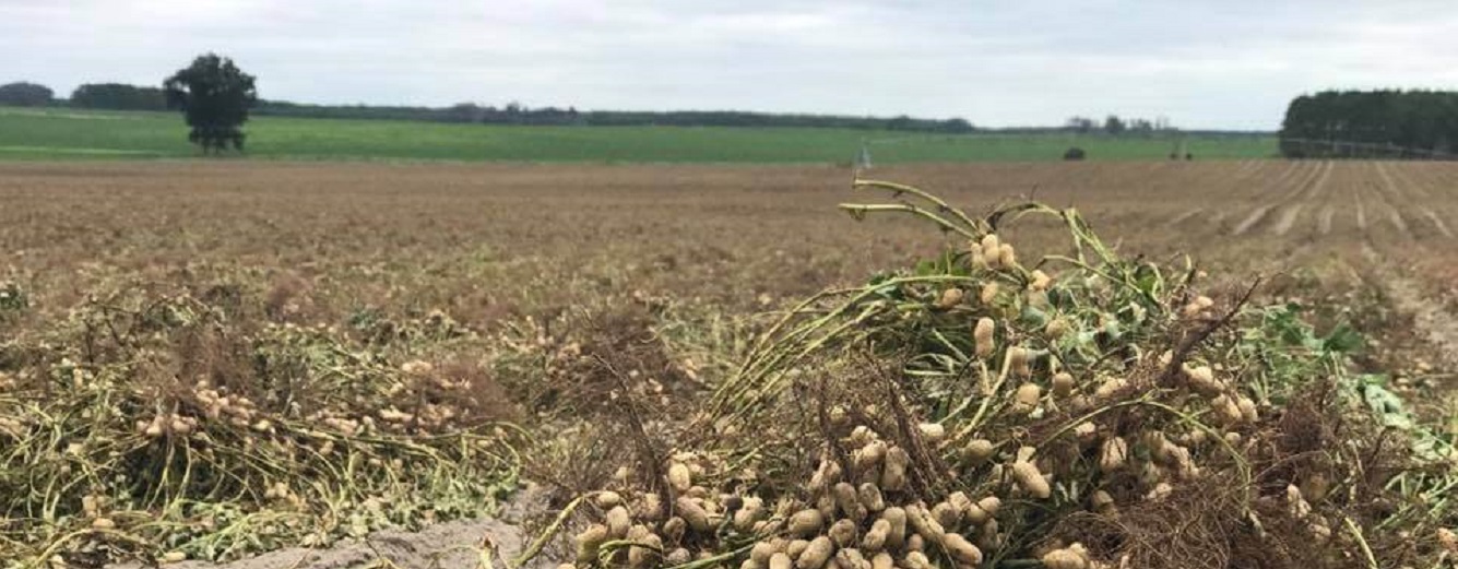 Peanut field 2017