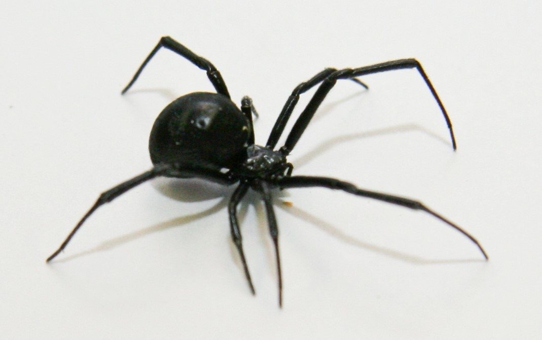 Wear gloves when reaching into dark spaces or picking up firewood so you don't get bit by a black widow spider