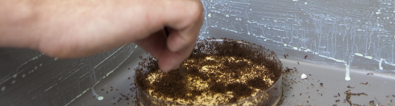 Researchers DeWayne Shoemaker and Marina Ascunce observe red imported fire ants in a laboratory at UF’s main campus in Gainesville, Fla.