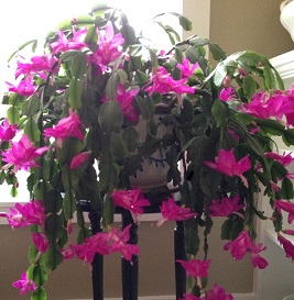 Bright blooms of the Christmas Cactus brighten the room.