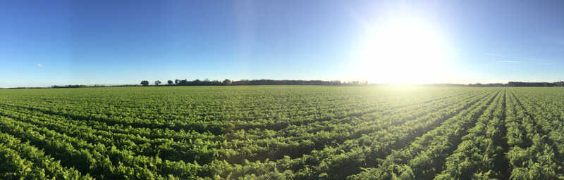 Carrot field on a sunny day