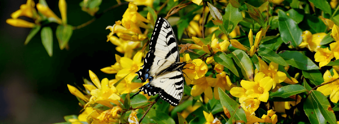 beneficial wildlife, pollinators, native plant