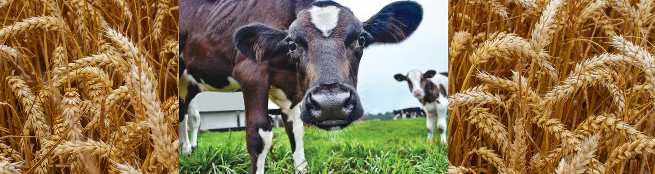 collage: golden wheat and two dairy cattle
