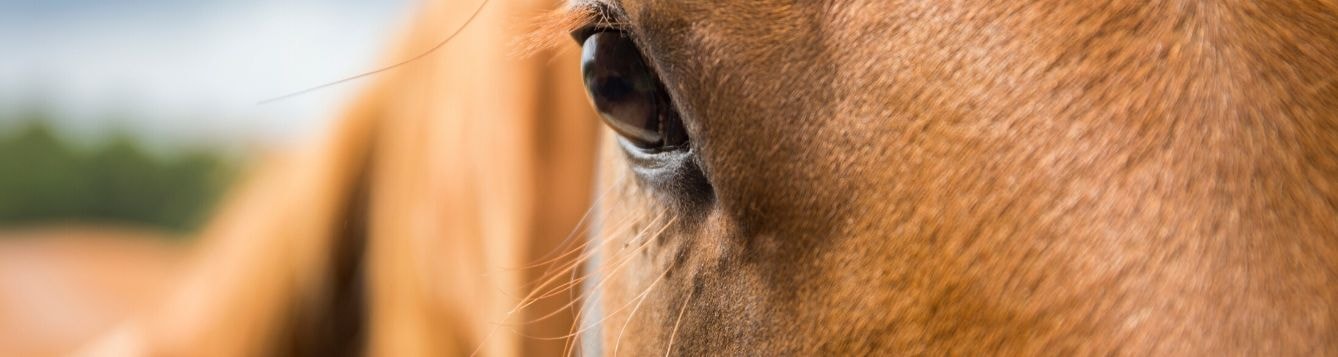 eye of horse