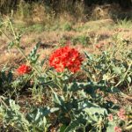 red wildflower Devil's Bouquet