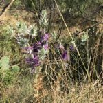 Eryngo (also known as False Purple Thistle) wildflower