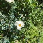 White Prickly-Poppy wildflower