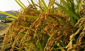 mature rice plants showing grain
