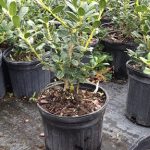 small holly plants in pots