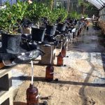 Holly plants in pots with runoff collection containers underneath