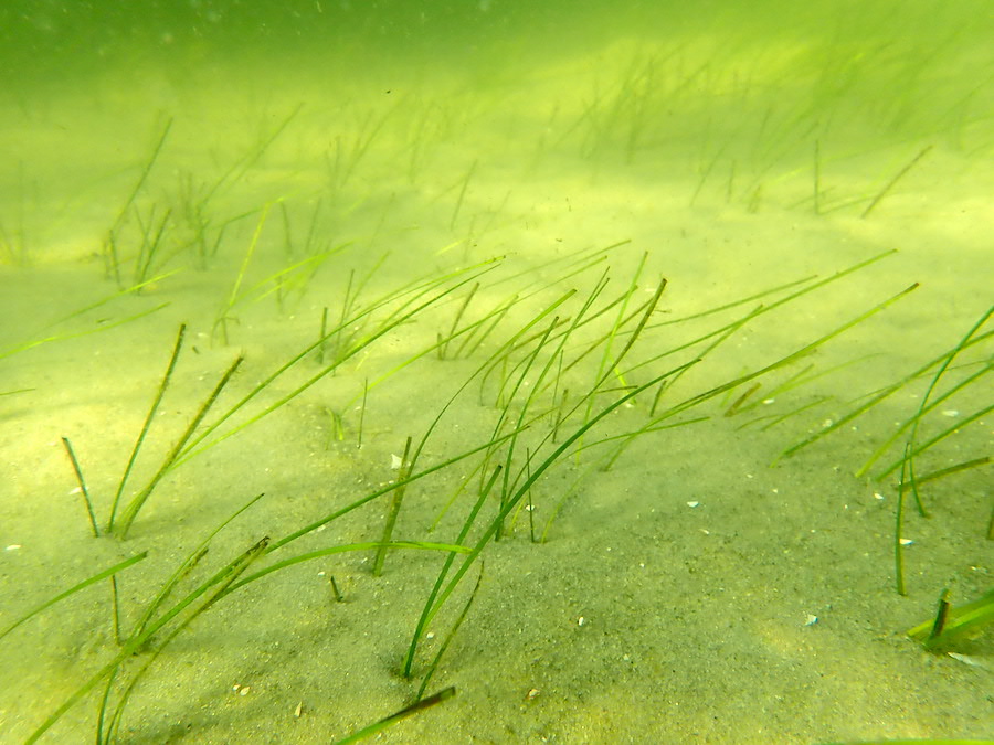 Seagrass is a marine powerhouse, so why isn't it on the world's  conservation agenda?
