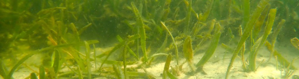 World Seagrass Day: Seagrasses and Carbon - UF/IFAS Soil and Water ...