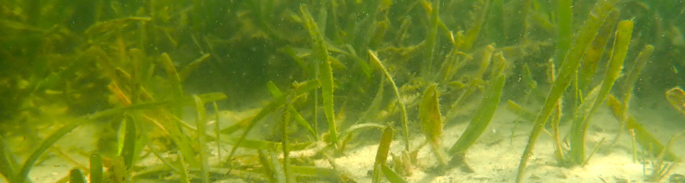 underwater view of seagrass